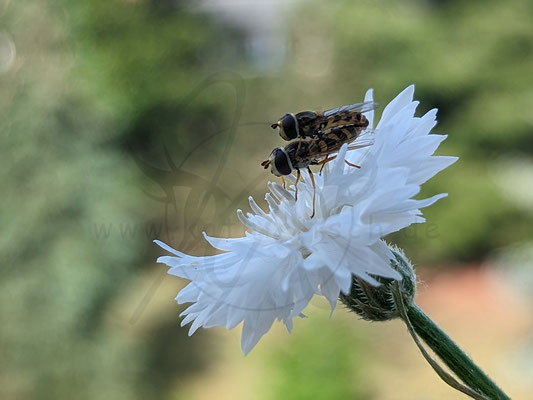 Bienenpaarung