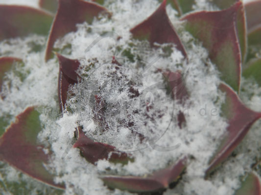 Schneekristall