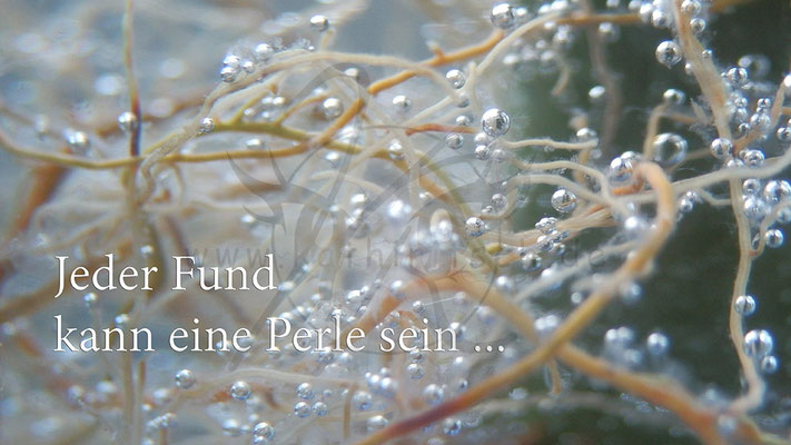 Perlenfund