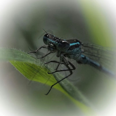Kleinlibelle