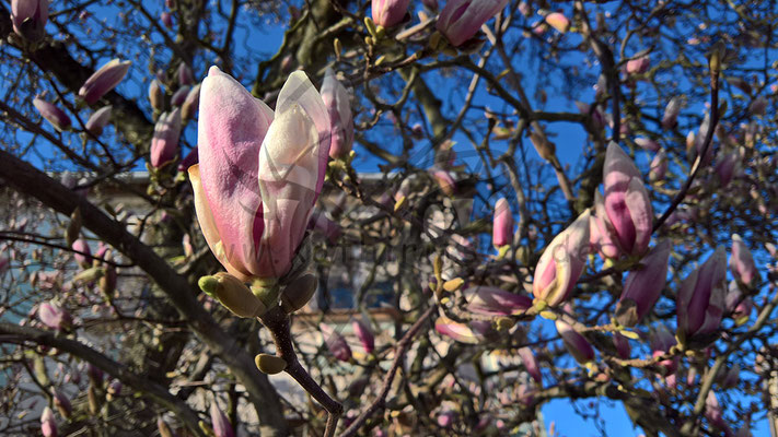 Tulpen-Magnolie