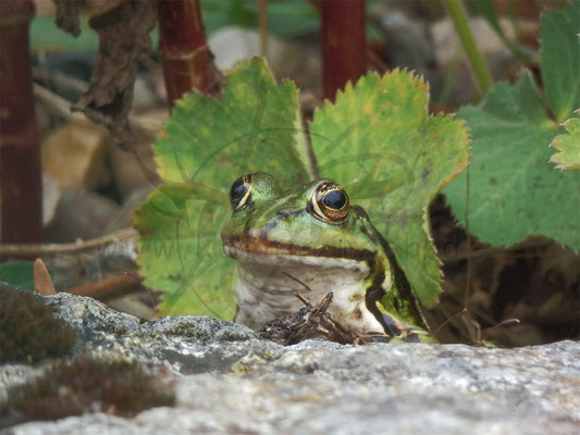 Froschdino