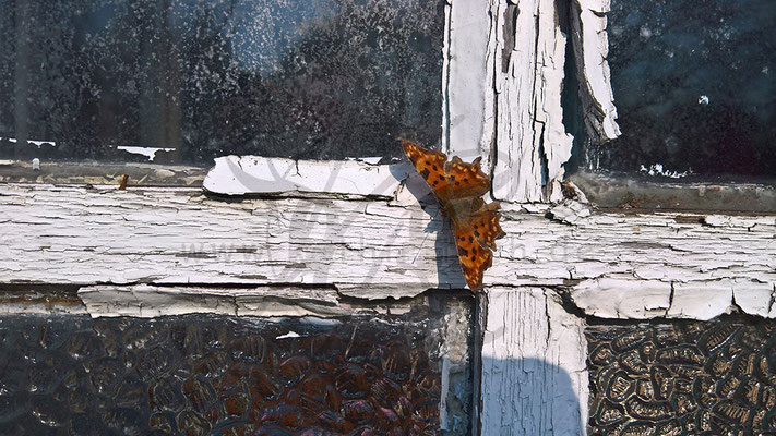 Schmetterling als Zierde