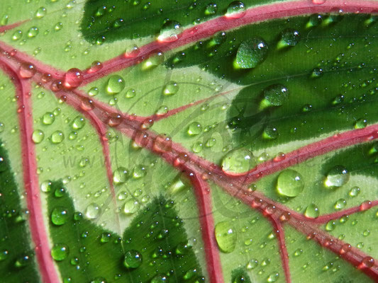 Maranta Tricolour