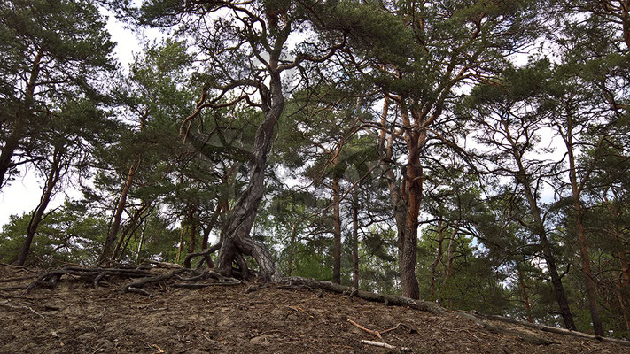 Sperriger Baum