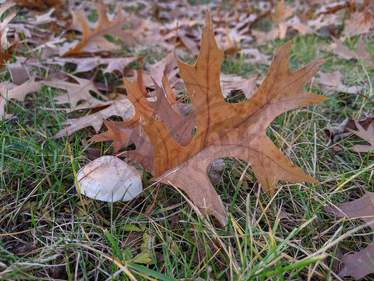 Pilz mit Blattfeder