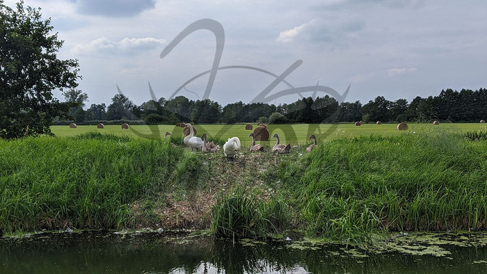 Schwanenfamilie