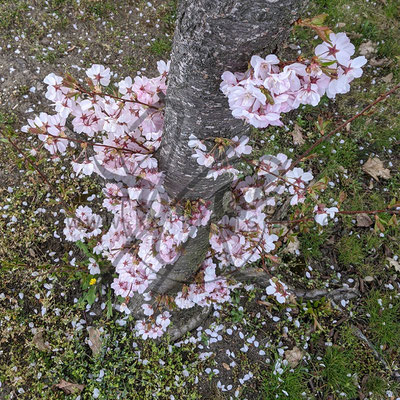 Japanische Kirschblüte