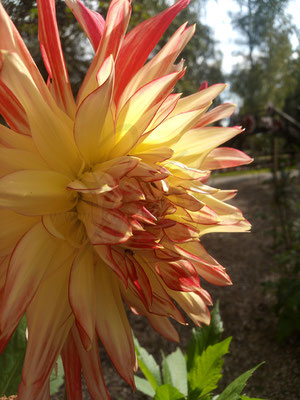 Riesenblütige Dahlie