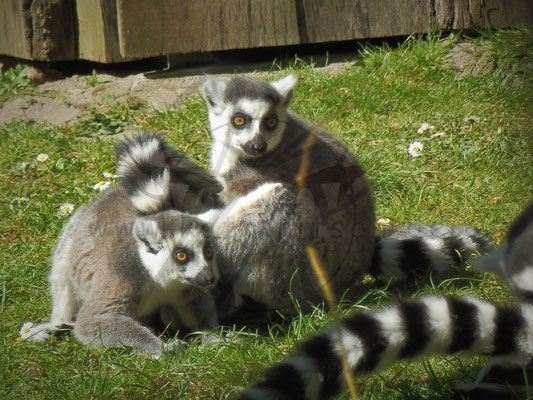 Lemuren Spielchen