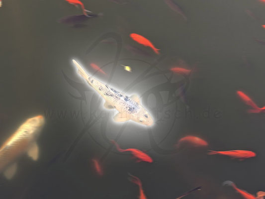 Magischer Koi
