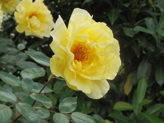 Gelbe Rose