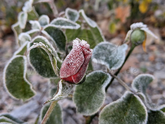 Frostige Rosenknospe