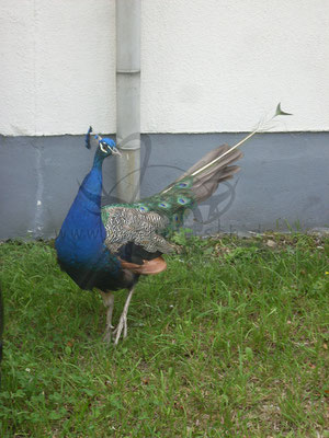 Pfau posend