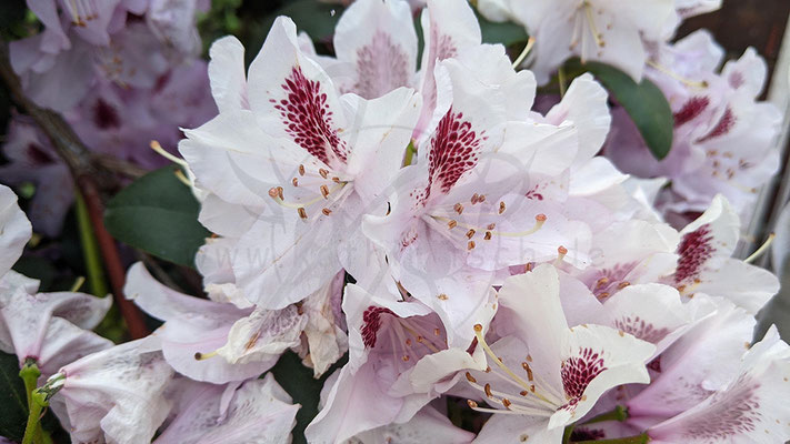 Rhododendron Sappo