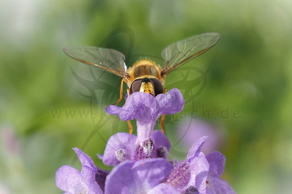 Schwebefliegenbiene