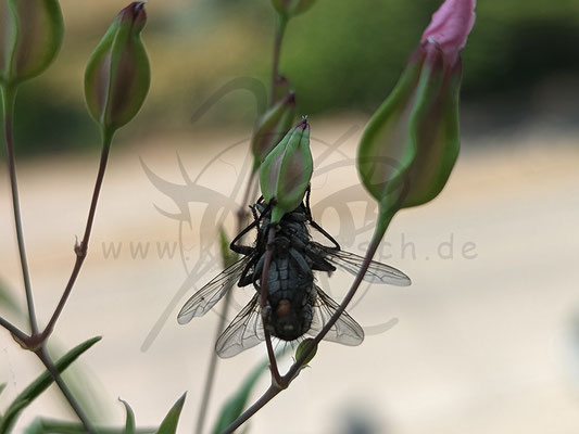 Fliegenliebe