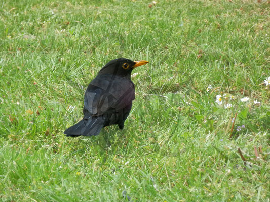 Neugierige Amsel