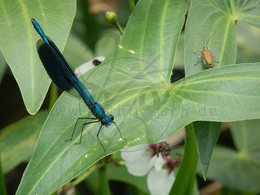 Glubschende Libelle