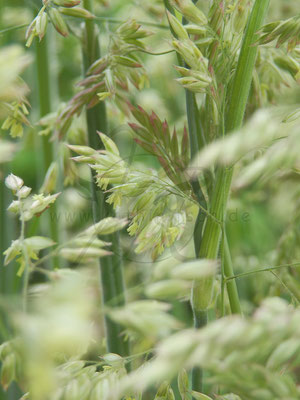 Durchs Grün geblickt