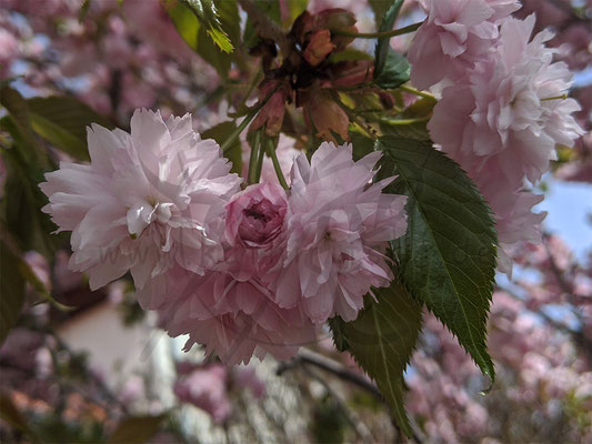 Herz aus Blüten