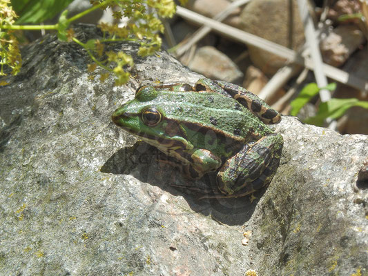 Froschkänig