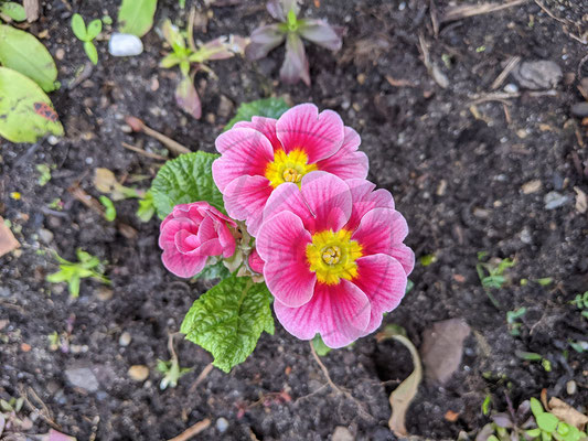 Blumen-Prinzessinnen
