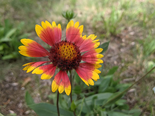 Kokardenblume