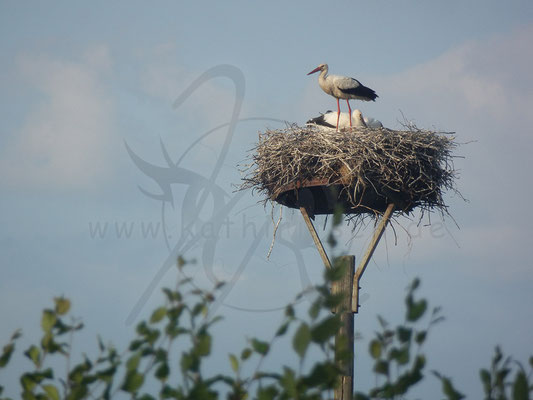 Storchen im Nest