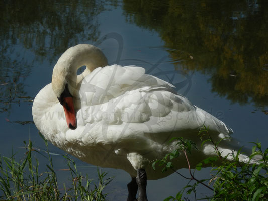 Anmutiger Schwan