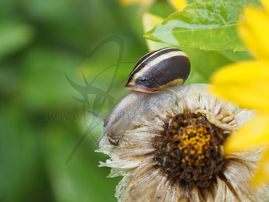 Bänderschnecke