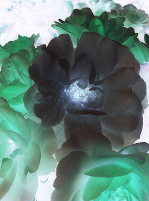 Schwarze Rose