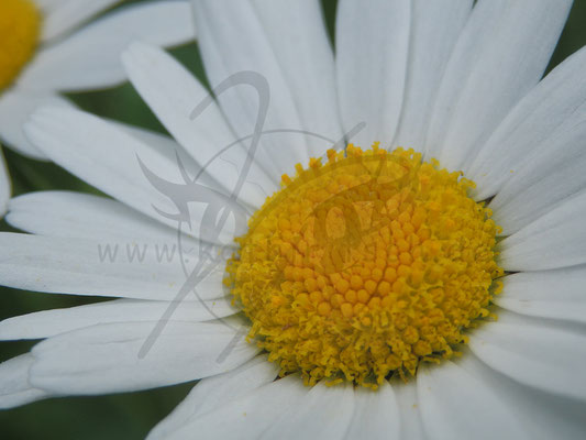 Gänseblümchen