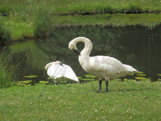 Trompeterschwan - Pärchen