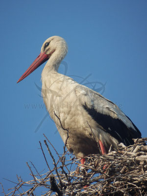 Stolzer Storch