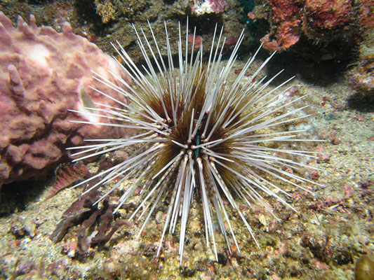 Echinothrix calamaris 