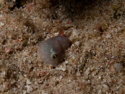 Dendrodoris fumata