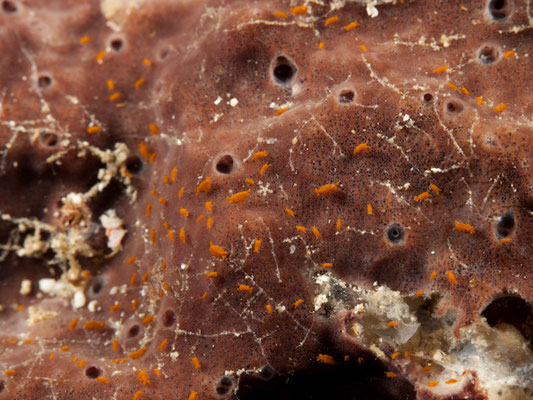 Sponge amphipod