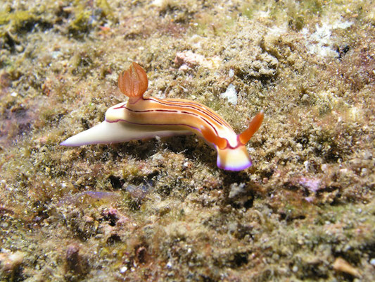 Nembrotha purpereolineolata