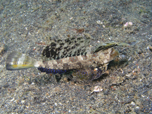 Dactylopus kuiteri