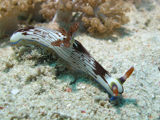 Nembrotha lineolata