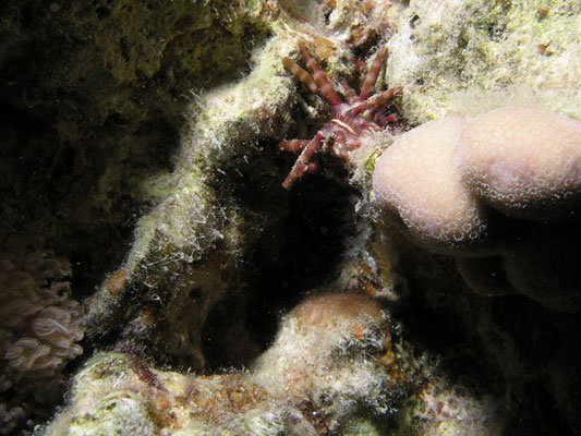 Prionocidaris baculosa