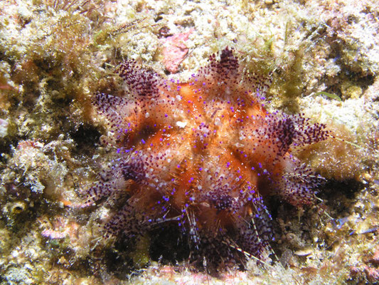 Asthenosoma varium 