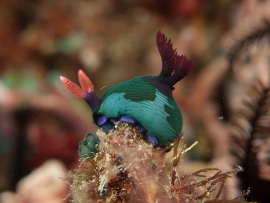 Nembrotha chamberlaini