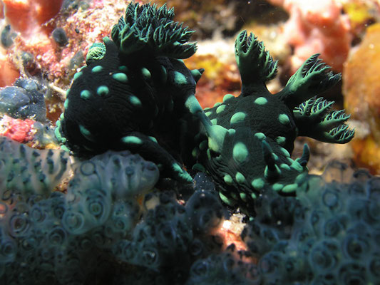 Nembrotha cristata 