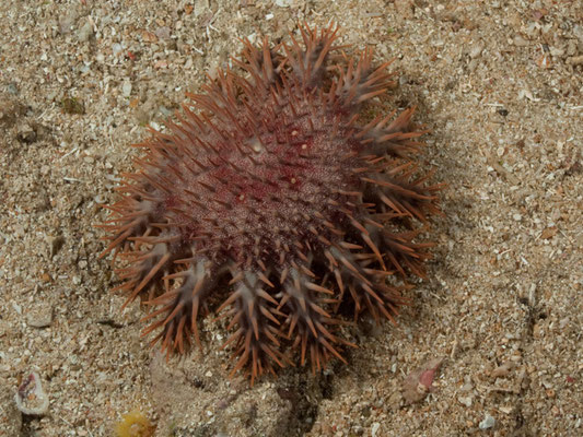 Acanthaster planci