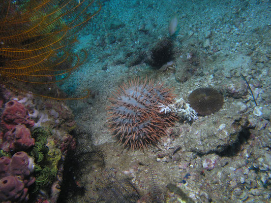 Acanthaster planci