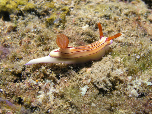 Nembrotha purpereolineolata