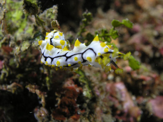 Pearsothuria graeffei  juvenile