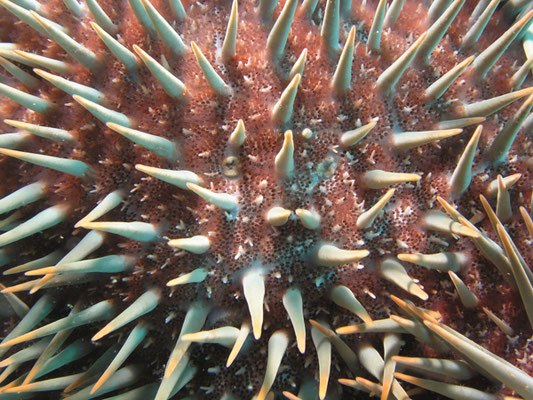 Acanthaster planci